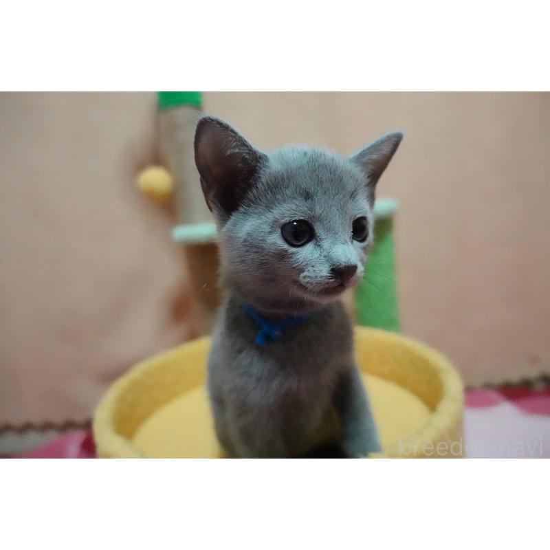 販売中の埼玉県のロシアンブルー-131732の7枚目