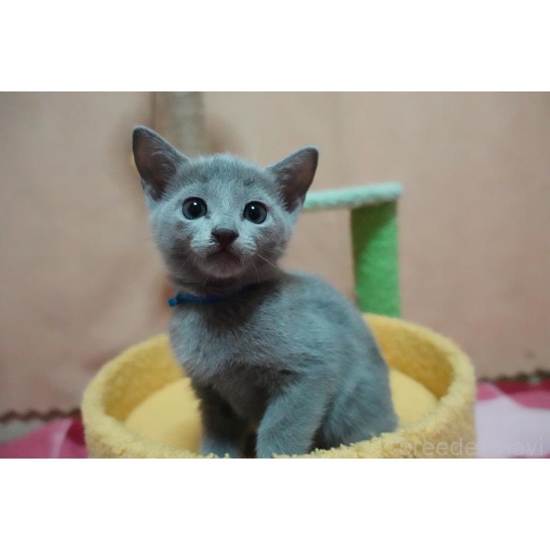 販売中の埼玉県のロシアンブルー-131732の4枚目