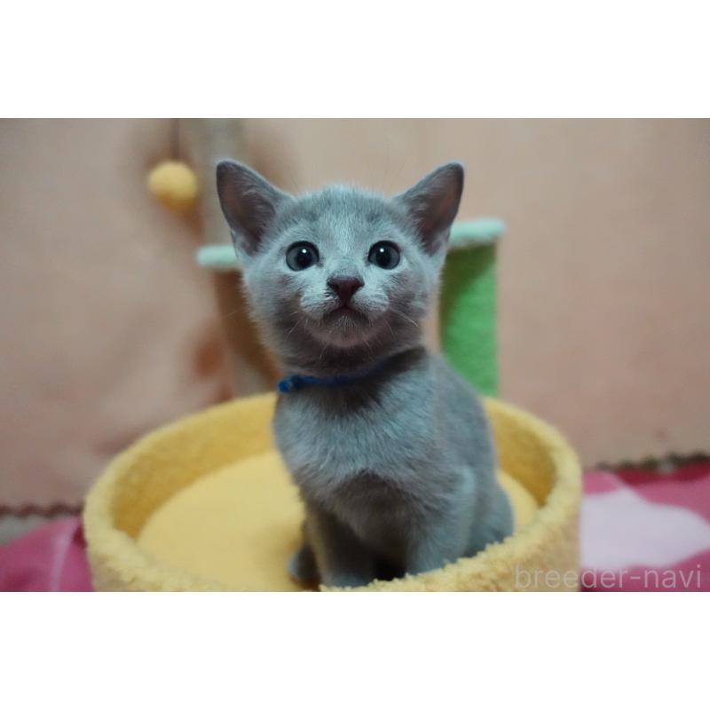 販売中の埼玉県のロシアンブルー-131732の3枚目