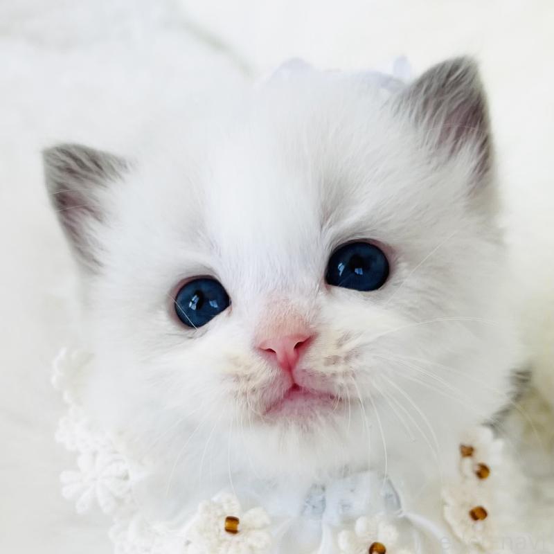 販売中の福島県のラグドール-130866