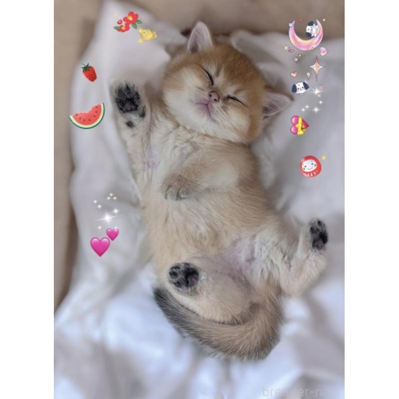 販売中の香川県のブリティッシュショートヘア-131733の8枚目