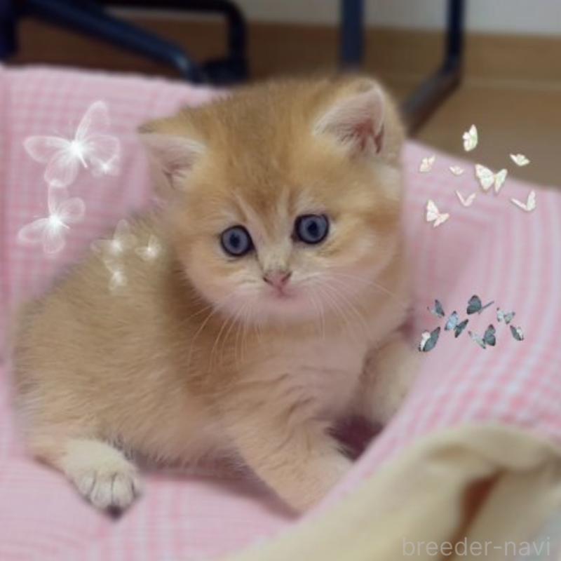 販売中の香川県のブリティッシュショートヘア-131733の7枚目