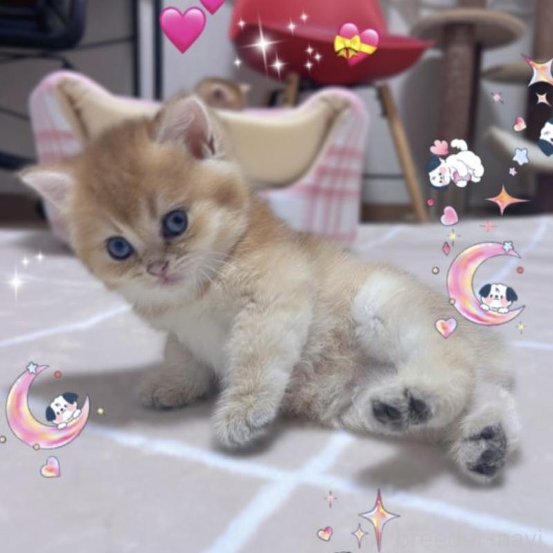 販売中の香川県のブリティッシュショートヘア-131733の6枚目