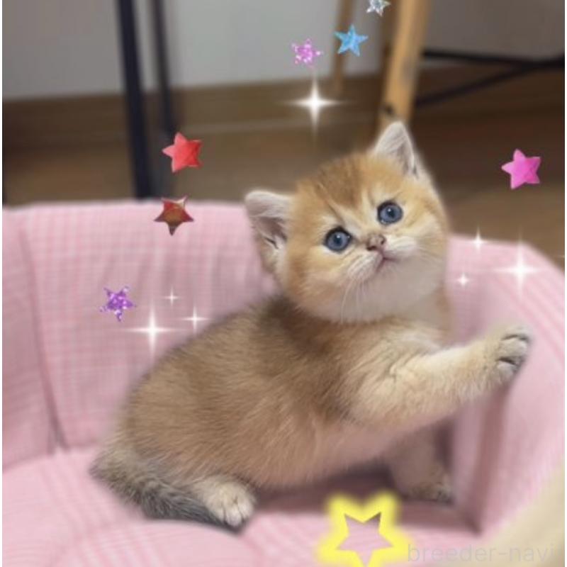 販売中の香川県のブリティッシュショートヘア-131733の5枚目