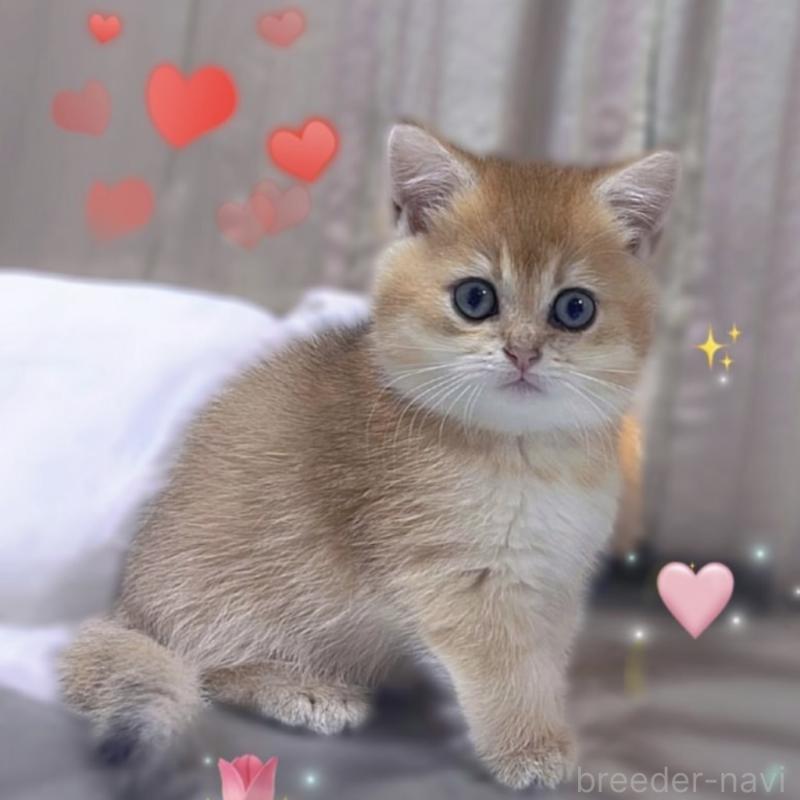 販売中の香川県のブリティッシュショートヘア-131733の4枚目