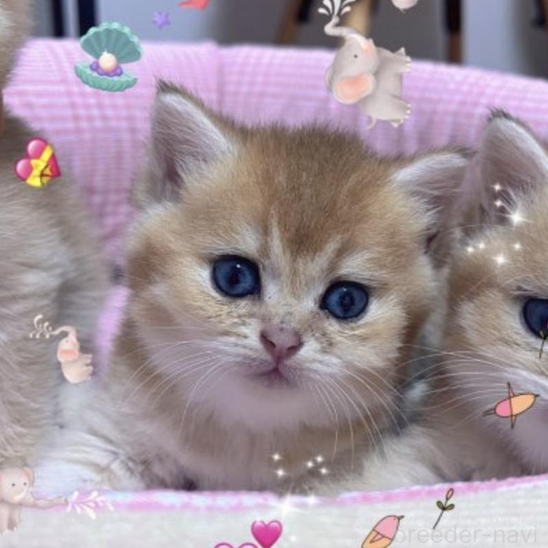 販売中の香川県のブリティッシュショートヘア-131733の2枚目