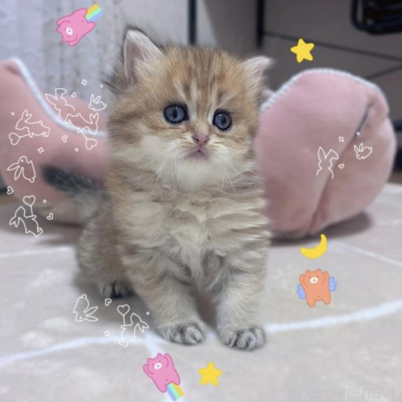 販売中の香川県のブリティッシュショートヘア-131734の6枚目