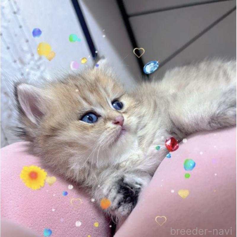 販売中の香川県のブリティッシュショートヘア-131734の5枚目