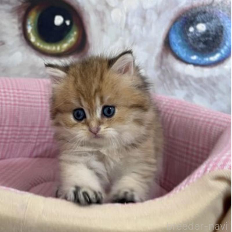 販売中の香川県のブリティッシュショートヘア-131734の4枚目