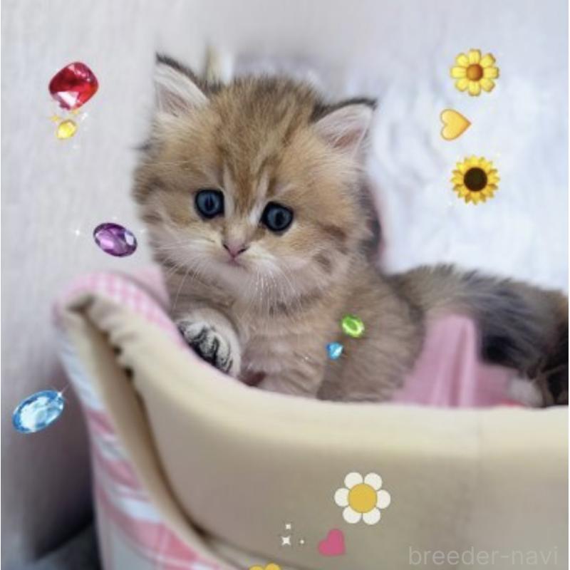 販売中の香川県のブリティッシュショートヘア-131734の3枚目