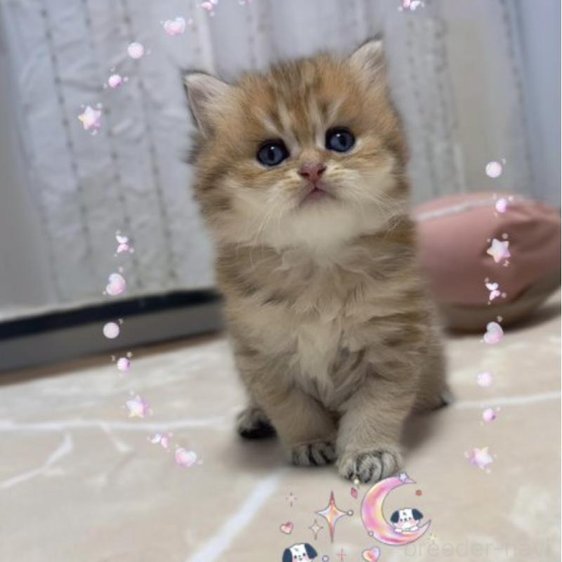 販売中の香川県のブリティッシュショートヘア-131734の2枚目