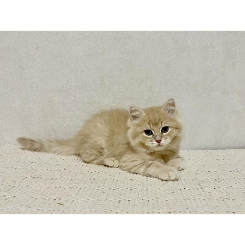 販売中の兵庫県のサイベリアン-131735の5枚目