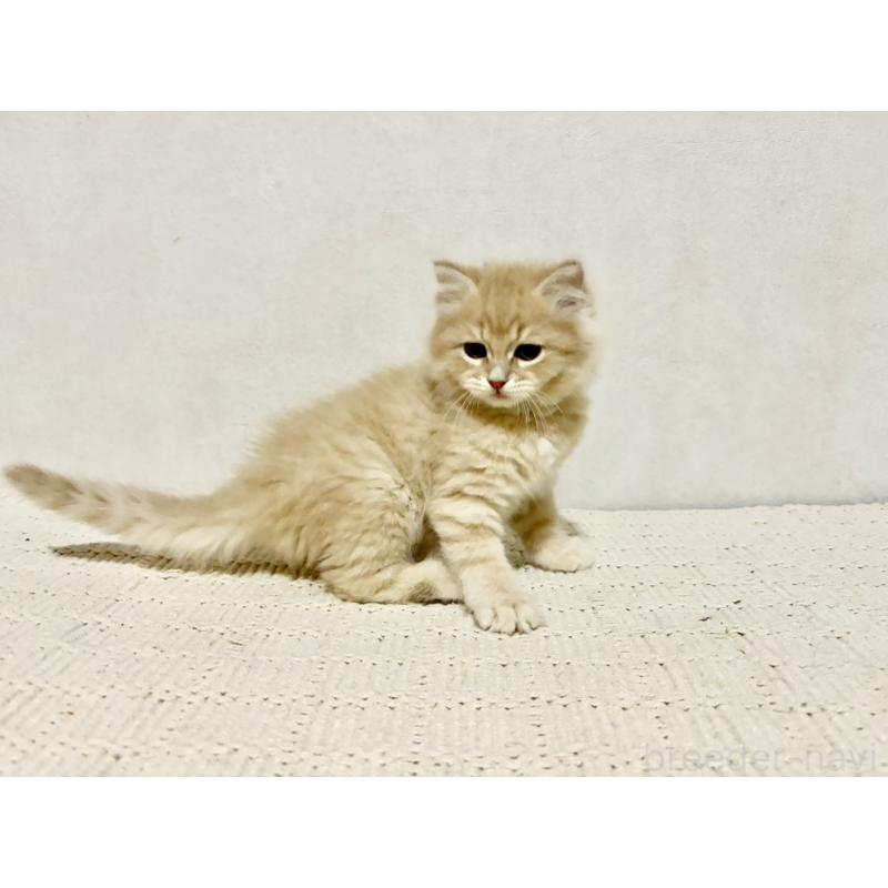 販売中の兵庫県のサイベリアン-131735の3枚目