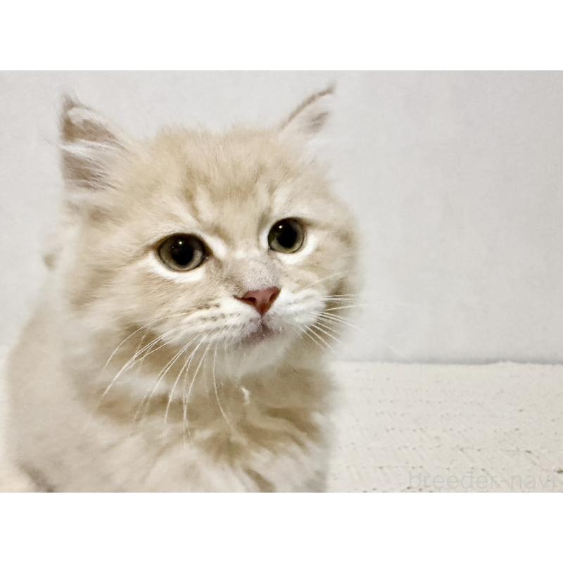 販売中の兵庫県のサイベリアン-131735の2枚目