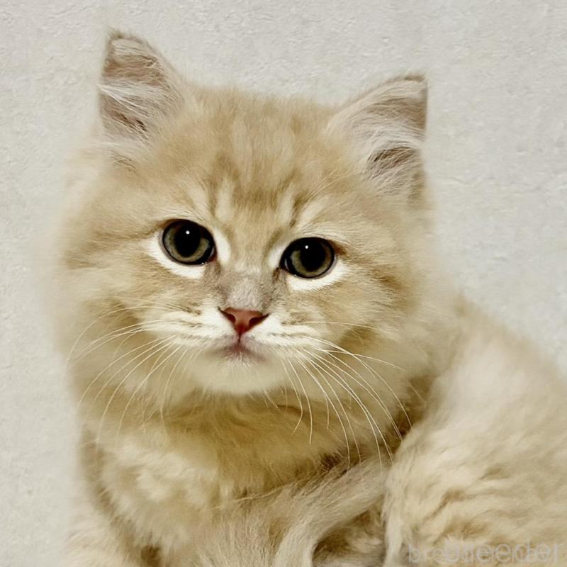 販売中の兵庫県のサイベリアン-131735