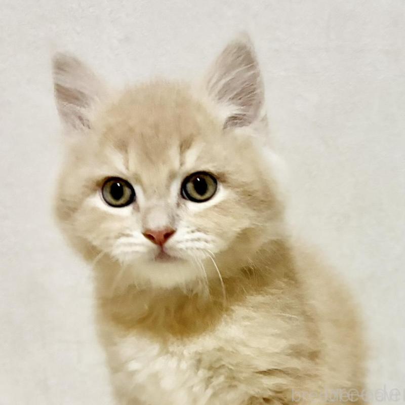 販売中の兵庫県のサイベリアン-131736の1枚目