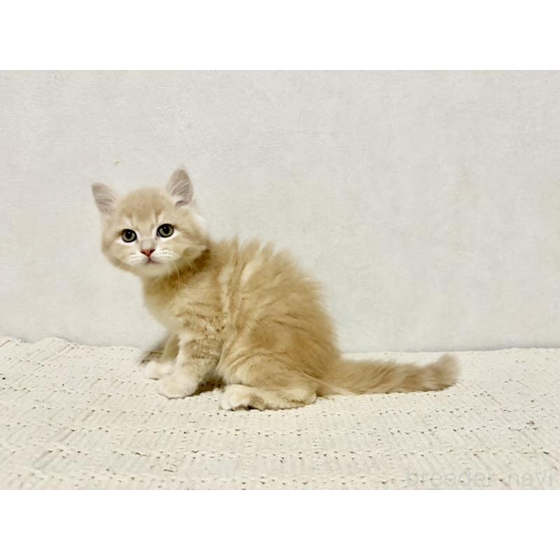 販売中の兵庫県のサイベリアン-131736の5枚目