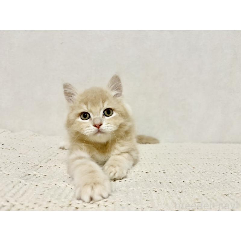 販売中の兵庫県のサイベリアン-131736の4枚目