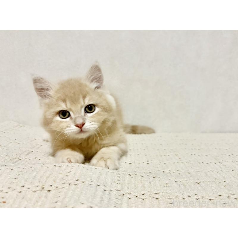 販売中の兵庫県のサイベリアン-131736の3枚目