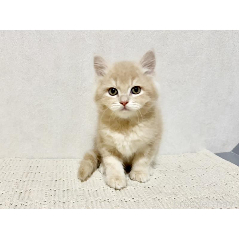 販売中の兵庫県のサイベリアン-131736の2枚目