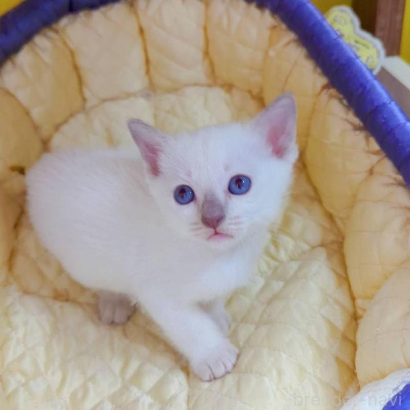 販売中の埼玉県のトンキニーズ-131737の5枚目