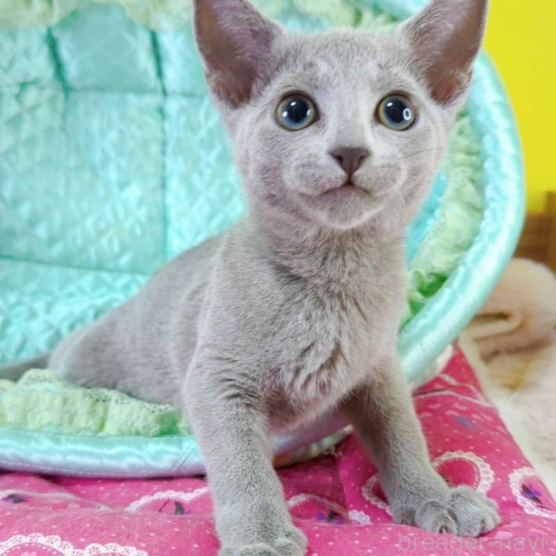 販売中の埼玉県のロシアンブルー-131738の5枚目