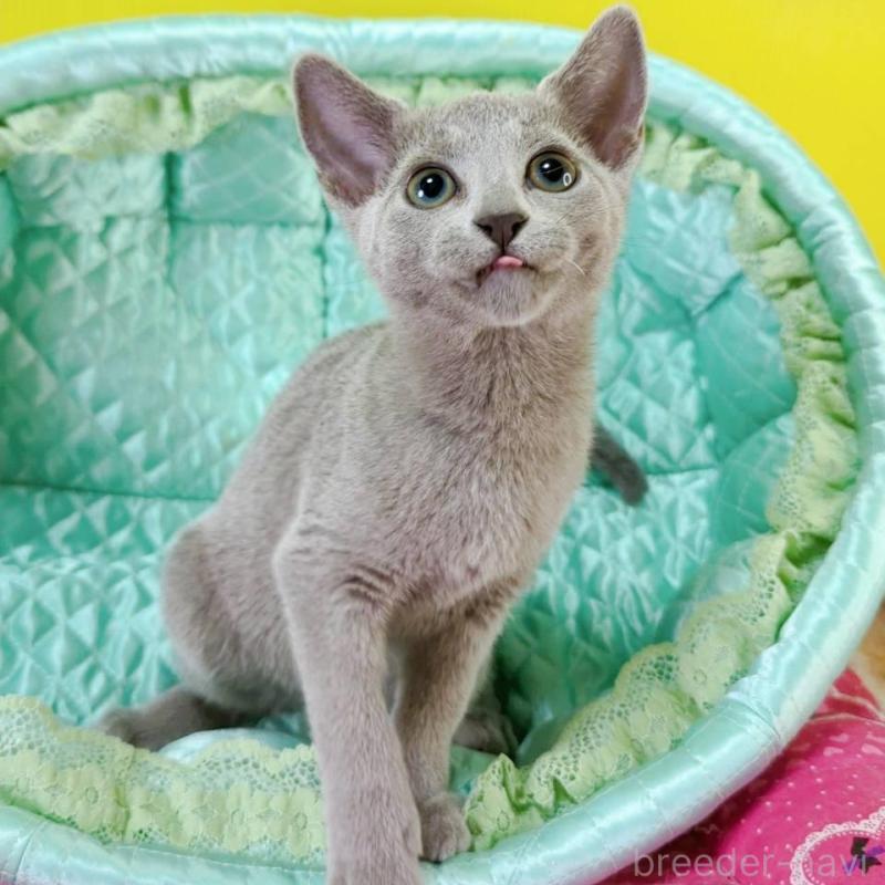 販売中の埼玉県のロシアンブルー-131738の4枚目