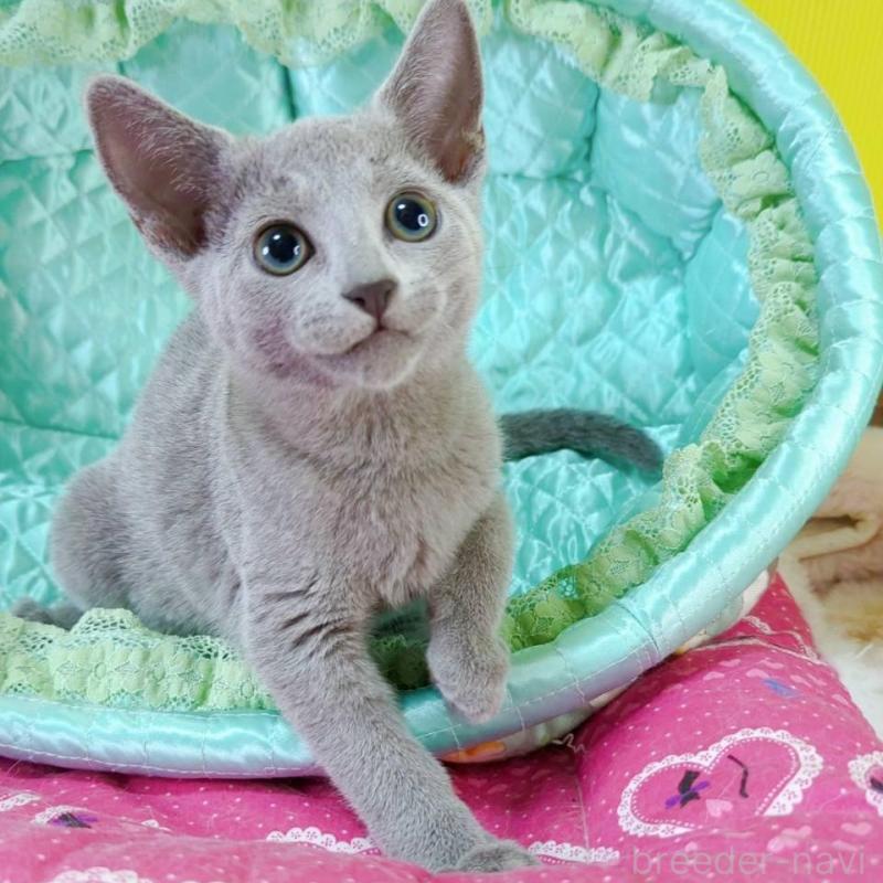 販売中の埼玉県のロシアンブルー-131738の3枚目