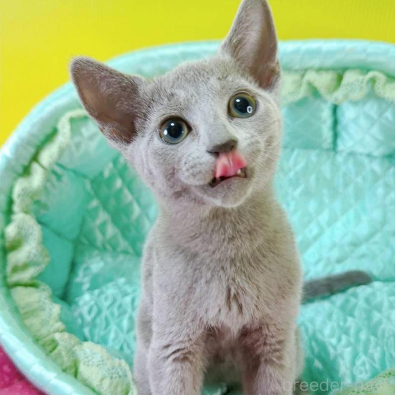 販売中の埼玉県のロシアンブルー-131738の2枚目