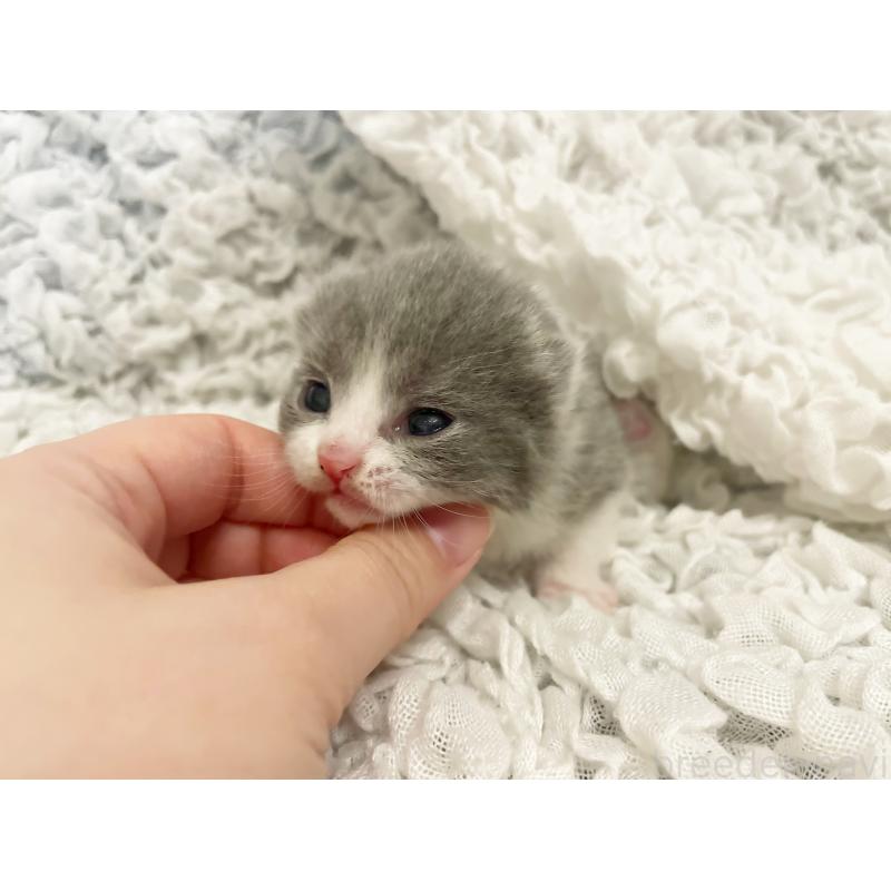 販売中の島根県のブリティッシュショートヘア-131739の4枚目