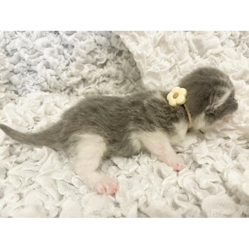 販売中の島根県のブリティッシュショートヘア-131739の3枚目