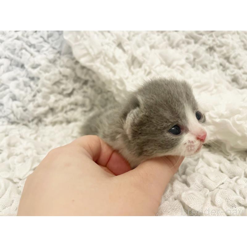 販売中の島根県のブリティッシュショートヘア-131739の2枚目