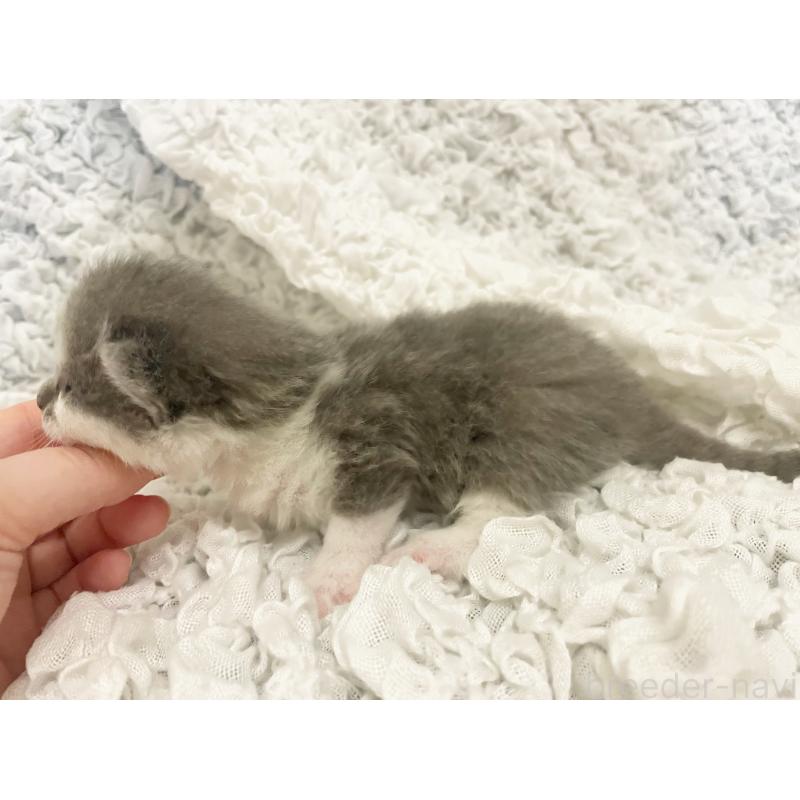 販売中の島根県のブリティッシュショートヘア-131740の5枚目