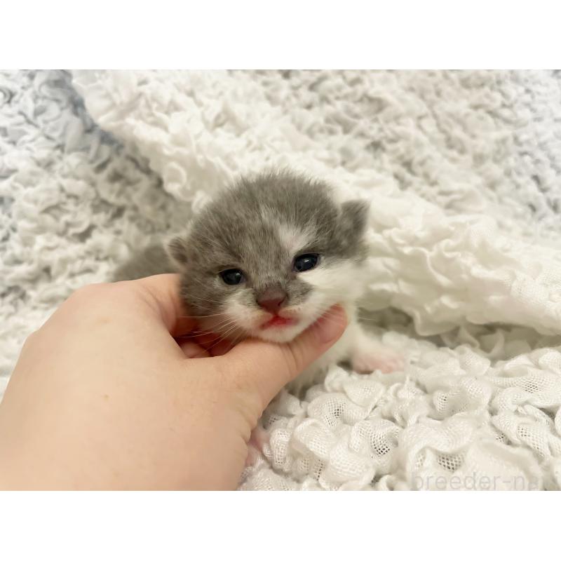 販売中の島根県のブリティッシュショートヘア-131740の4枚目