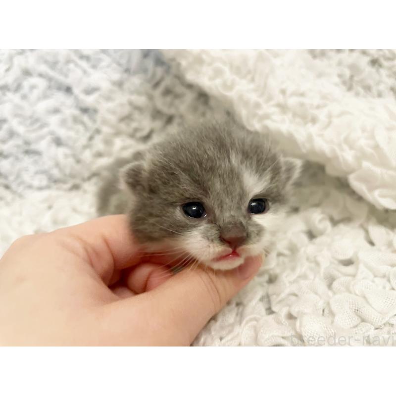 販売中の島根県のブリティッシュショートヘア-131740の3枚目