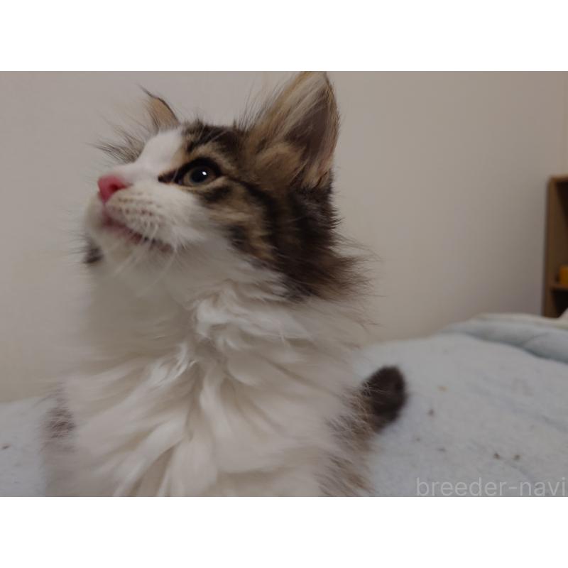 販売中の埼玉県のノルウェージャンフォレストキャット-127522の11枚目