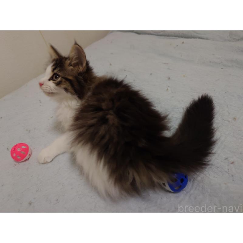 販売中の埼玉県のノルウェージャンフォレストキャット-127522の10枚目