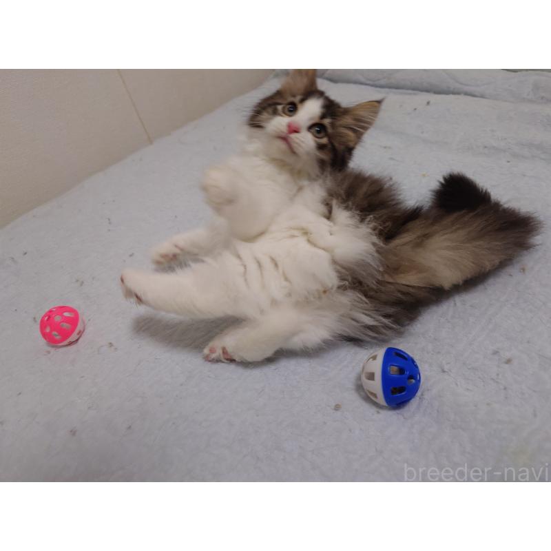 販売中の埼玉県のノルウェージャンフォレストキャット-127522の9枚目