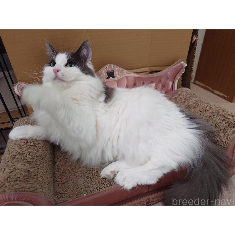 販売中の埼玉県のノルウェージャンフォレストキャット-103929の3枚目