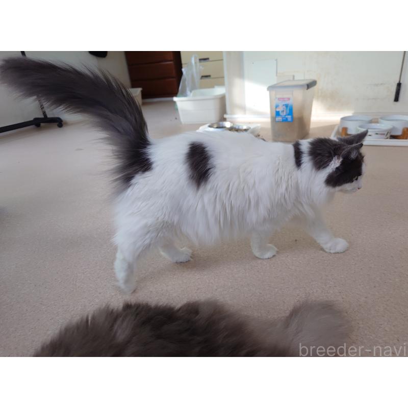 販売中の埼玉県のノルウェージャンフォレストキャット-103929の2枚目