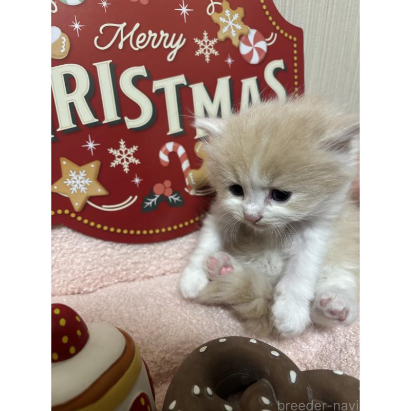 販売中の長野県のミヌエット-131222