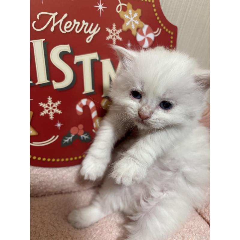 販売中の長野県のミヌエット-131223