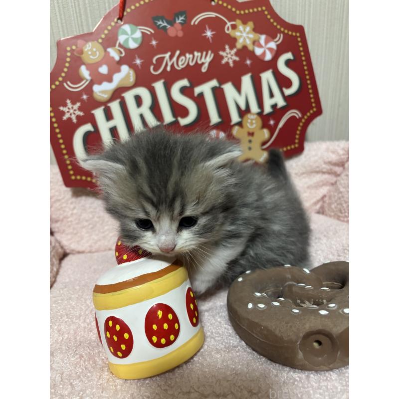 成約済の長野県のミヌエット-131226の2枚目