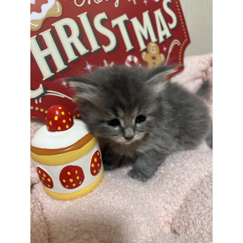 販売中の長野県のミヌエット-131225の2枚目