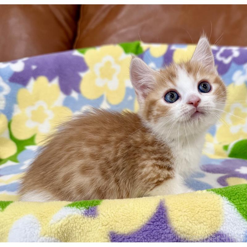 成約済の神奈川県のマンチカン-130905の10枚目