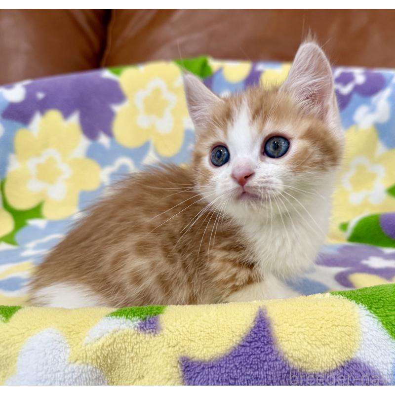 成約済の神奈川県のマンチカン-130905の9枚目