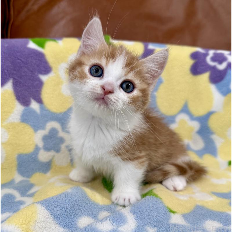 販売中の神奈川県のマンチカン-130905