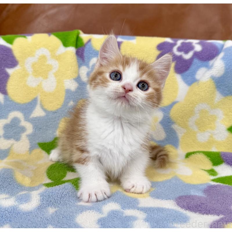 成約済の神奈川県のマンチカン-130905の8枚目