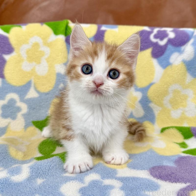 成約済の神奈川県のマンチカン-130905の7枚目