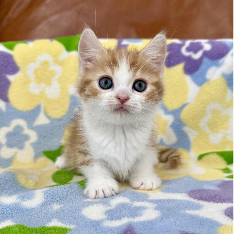 成約済の神奈川県のマンチカン-130905の4枚目